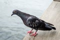 Pigeon Royalty Free Stock Photo