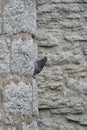 Pigeon and medieval wall