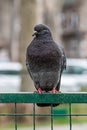 Pigeon on a Metal Fence in the Public Park. Focus of Pigeon cling on Iron rail in park with city Background Royalty Free Stock Photo