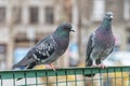 Pigeon on a Metal Fence in the Public Park. Focus of Pigeon cling on Iron rail in park with city Background Royalty Free Stock Photo