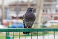 Pigeon on a Metal Fence in the Public Park. Royalty Free Stock Photo