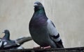 Pigeon on a metal railing