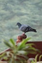 Pigeon in mild winters of North India
