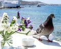 Pigeon on Mykonos Royalty Free Stock Photo