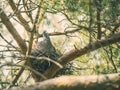 Pigeon on Nestle Royalty Free Stock Photo