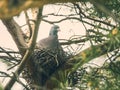 Pigeon on Nestle Royalty Free Stock Photo