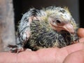 Pigeon nestling baby