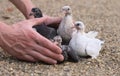 Pigeon Nestlings Birds on sand