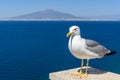 Pigeon next to the sea. Gray and white pigeon watching over back