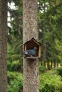 Pigeon is in an open bird house. Bird protection and care