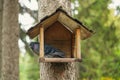 Pigeon is in an open bird house. Bird protection and care