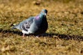 Pigeon in open grass field