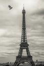 Pigeon with open wings flying on Eiffel Tower, Paris, France