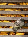 Pigeon outside of the barn with corn cobs