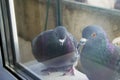 The pigeon outside the window Royalty Free Stock Photo