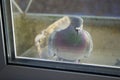 The pigeon outside the window Royalty Free Stock Photo