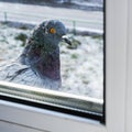 The pigeon outside the window. Dove in winter sits on the windowsill and looks out the window Royalty Free Stock Photo