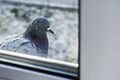 The pigeon outside the window. Dove in winter sits on the windowsill and looks out the window Royalty Free Stock Photo