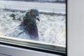 The pigeon outside the window. Dove in winter sits on the windowsill and looks out the window Royalty Free Stock Photo