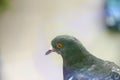 Pigeon outside the window Royalty Free Stock Photo