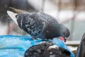 Pigeon on the outside in winter