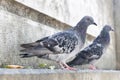 Pigeon over a marble stairway