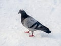 Pigeon in park on snow. Frozen pigeons in winter time Royalty Free Stock Photo