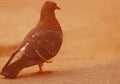 Pigeon - a part of columbidae bird family - with a dreamy background in Ikeja-Lagos, Nigeria, West Africa Royalty Free Stock Photo