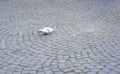 Pigeon on the pavement. Pigeon pecks seeds on paving stones Royalty Free Stock Photo