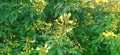 Pigeon pea or arhar plants clip