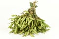 Pigeon pea, Angola pea, Congo pea. Royalty Free Stock Photo