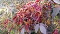 Pigeon pea red gram plant