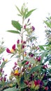 Pigeon pea or tur plants