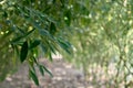 Pigeon Pea Leaves, Hungund, Karnataka