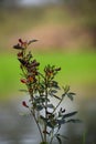 Pigeon pea plant