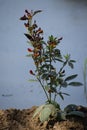 Pigeon pea plant