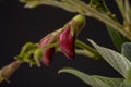 Pigeon pea plant. Low key studio still life of greenery herb