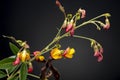 Pigeon pea plant. Low key studio still life of greenery herb