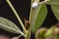 Pigeon pea plant. Low key studio still life of greenery herb con