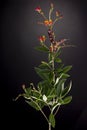 Pigeon pea plant. Low key studio still life of greenery herb