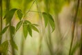 Pigeon pea Toor Dal young plant Royalty Free Stock Photo