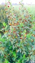 Pigeon pea or tur or arahar plants