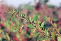 pigeon pea or tuvar beans vegetable on plant with flower,pigeon peas ( arhar or toor dal ) plant with flowers Royalty Free Stock Photo