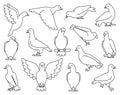 Pigeon of peace outline vector illustration on white background.Vector illustration set icon dove of bird .Isolated set Royalty Free Stock Photo