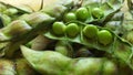 Pigeon Peas Shell Opened