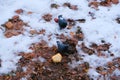 A pigeon pecks at bread on the ground in winter in the snow