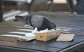 Pigeon pecks food from a cardboard box on a wooden table