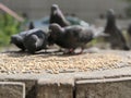 a pigeon pecks grain on a steel sewer hatch in the city in summer
