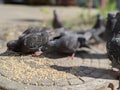 a pigeon pecks grain on a steel sewer hatch in the city in summer