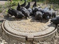 a pigeon pecks grain on a steel sewer hatch in the city in summer